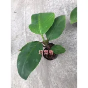 培育者～香蕉苗。矮種紅皮蕉。紅皮蕉。矮紅皮 。蘋果蕉。香氣夠（芭蕉體系調整售價，購買二顆以上優惠舊原價）