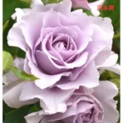 玫瑰天地 3吋品種玫瑰苗 一箱最多8盆 河本爽