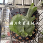 鹿角蕨空氣柱 蕨類植物專用 懶人吸水套件 避免爛根 爛葉 首創設計 專業 養護 養根 控水 (AUTO Garden)