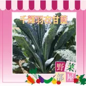 【萌田種子~】E80 千輝羽衣甘藍種子5粒 F1種子 抗病力強~