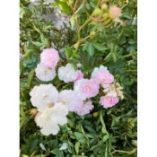 玫森 天使薔薇花 5吋盆可泡茶賞花