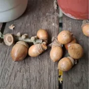 三斗石櫟 森林裡的可愛教主 果實 殼斗科 種子 收藏 手作
