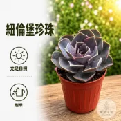 植間生活【紐倫堡珍珠】玫瑰石蓮。石蓮玩家不可少的品種~~。淡紫色~~