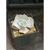 H28 麗娜蓮 熊多肉植物6.19