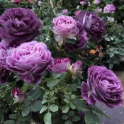 隔日達現貨 矮化日式 盆栽玫瑰花苗 3寸盆陽台庭院花卉盆栽薔薇大花月季濃香耐寒室外植物四季開花种子 花苗 果树苗高產植物