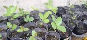 嘉義 苦茶苗/岑溪軟枝油茶苗 15~20cm 高
