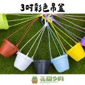 (店+)《花田多肉》🌵【3吋彩色吊盆】 8色  多肉植物/觀葉植物/空氣鳳梨/室內植物/盆器/花盆/盆子/塑膠盆/吊盆