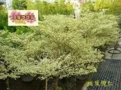 ╭＊田尾玫瑰園＊╯優良庭園用樹--(斑葉欖仁)--比小葉欖仁更俱美感