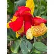 埃及豔后美人蕉 Canna 'Cleopatra'