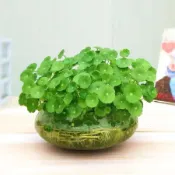 💥💥（水生）銅錢草種子（金錢草銅幣草）土培水培綠植桌面陽台盆栽金錢草招財旺宅魚缸造景旺風水除甲醛馬蹄金種子觀葉植物
