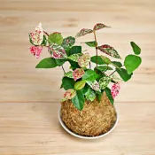 花葉絡石手作水苔球 斑葉絡石 水苔球  虎尾蘭水苔球 龜背芋水苔球 銅錢草 粗肋草水苔球 竹芋水苔球