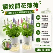 【驅蚊净化空氣｜可食用｜會開花】七色薄荷盆栽 香草植物 清香提神 陽臺盆栽 桌面小緑植 驅蚊植物 淨化空氣 薄荷盆栽