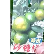 花花世界-水果果苗 **綠皮砂糖橘(嫁接苗)**4.5吋盆/高50-70cm/MA*不建議超取*