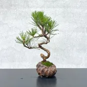 小品盆栽-黑松 盆景 送禮