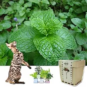 iPlant積木盆栽開心農場-貓薄荷