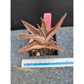綠冰蘆薈/多肉植物（裸根寄出）編號：648