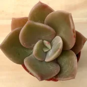 🌵福祥仙人掌🌵1吋盆 德雷 多肉植物