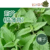 【花園夢想家】荊芥（貓薄荷）Catnip種子 約200粒分裝包  #貓薄荷  #美國進口 童話園藝
