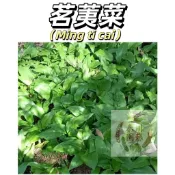 【台灣現貨】茗荑菜種子 天蒜山蔥寒蔥熊蔥蒜苗 野玉簪葉鹿耳韭 可食用綠植耐寒菜 好癢易種 反復採摘葉似韭菜割而復生