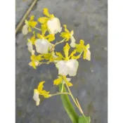 綠金文心蘭Onc.Haiwaiian Sunset“Oro Verde“