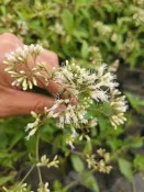 ╭＊田尾玫瑰園＊╯蜜源植物-(台灣澤蘭)3吋30元