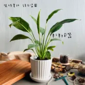 23 素燒盆 陶盆 透氣盆 陶土盆 盆栽 花盆 多肉 盆 盆子 觀葉植物盆 粗陶盆 陶器 室內植物 綠植 花器 龜背芋盆
