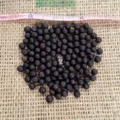 禾之豆^豐^ 蓮蕉花 美人蕉種子