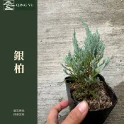 【青嶼】銀柏｜藍柏｜銀心柏｜常綠針葉樹｜觀葉盆栽｜庭園造景｜盆景素材｜耐旱植物｜3吋盆