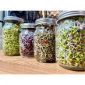【臺灣出貨】PIH芽菜培育瓶 梅森罐 綠花椰菜 芽罐 豆芽菜 種子芽罐 紫高麗 苜蓿芽 黑芝麻 seed 種子 種籽 有