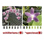 蝴蝶蘭實生苗盆栽：P.schilleriana”香” x P.speciosa”紫花”