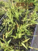 『525生態植物園』瓶爾小草 (一葉草) 原生植物，觀賞或藥用