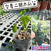 田尾玫瑰園 l 台農二號木瓜、木瓜苗【3吋黑軟盆 高度約12cm】水果苗 果樹  (品種眾多歡迎詢問)