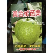 黃金蜜芭樂 勿直接下標 黃金帝王芭樂 四季蜜芭樂 黃金芭樂 蜜芭樂苗 樹苗 盆栽 黃金蜜拔 可參考 珍珠帝王 帝王世紀