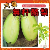 ✨限量【大果無籽酪梨嫁接大苗】 🥑哈斯 甜酪梨 富爾德 平克頓 黑美人 嘉選 加林 秋可 厚兒 九五 早生 中生 露拉