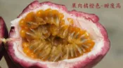 ★訂製★ 林老爺 百香果 15斤 南投 中寮 農家自產 高山水果 友善耕作 有機肥 更勝 埔里 大坪頂