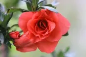 【優勢】日本皋月杜鵑大苗~品種名(紅牡丹)