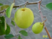 ╭＊田尾玫瑰園＊╯ 經濟價值的熱帶果樹(蜜棗)