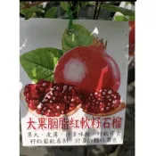★綠霖園藝★大果胭脂紅軟籽石榴 高壓苗高度20公分 水果樹苗/新興果樹/果苗/嫁接/植物/盆栽