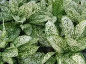 ╭＊田尾玫瑰園＊╯觀葉植物(寶玉)