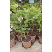 掛果大果甜桑椹一棵200