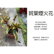 心栽花坊-煙火花/斑葉煙火花/6吋/開花植物/綠化植物/特價280