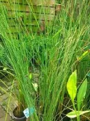 花田厝 樹苗花苗玫瑰苗水果苗 WA035 鹹草
