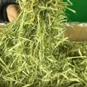 台灣發貨 嚴選澳洲甜燕麥 提摩西一割 苜蓿 甜小麥草 百慕達草 高纖補鈣 強健牙齒骨骼 天然無農藥 新鮮乾燥 品質穩定