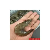 (店+)【蝦鮮生蟹小姐】活凍白蝦-中  30-42隻/盒 600克裝