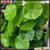 免運🔥桃園出貨人造荷葉,現實9頭仿真金錢草,綠色植物塑料小優雅假植物婚禮派對Tzz