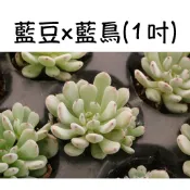 ❁採花❁ 藍豆x藍鳥(有香味)-1吋/多肉植物/療癒盆栽/園藝