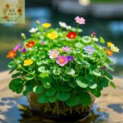 開花銅錢草種子 四季種植 多款花色銅錢草招財水培土培辦公室桌面盆栽種子 金錢草花卉室內水養綠植吸甲醛