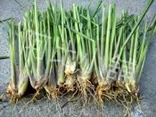 檸檬香茅裸根苗1棵15元