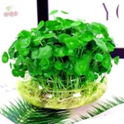 現貨🍀銅錢草種子（300粒）四季種植銅錢草招財水培植物魚缸辦公室案頭盆栽金錢草花卉室內水養吸甲醛綠植多年生