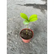 初花農場2店｜闊葉鐵樹｜巴西幸運樹｜海綿栽培，可水耕｜適合室內及辦公室綠化點綴｜